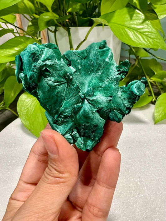 Velvet Malachite (2)