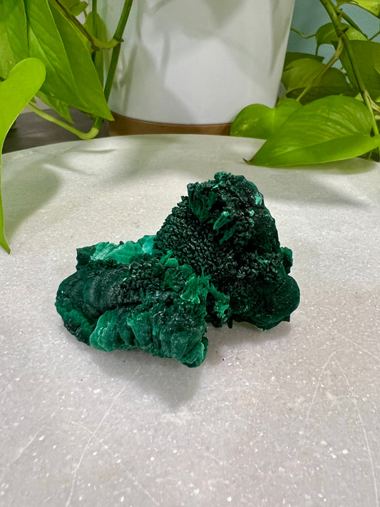 Velvet Malachite